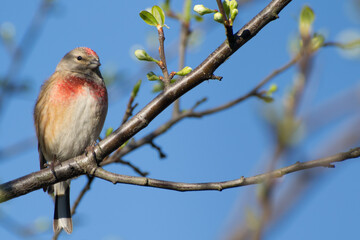 Linnet sitting on a branch