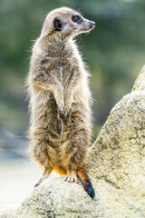 Erdmännchen steht Wache und blickt zur Seite