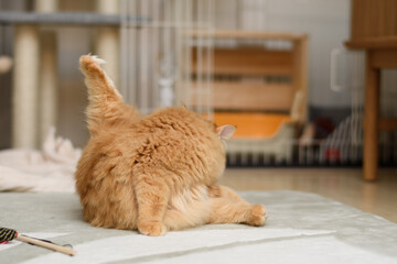 Obraz premium 毛づくろいする猫（マンチカン）