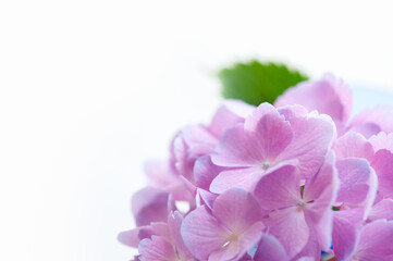 ピンクのバラの花 ブーケ クロースアップ Wall Mural Lemacpro