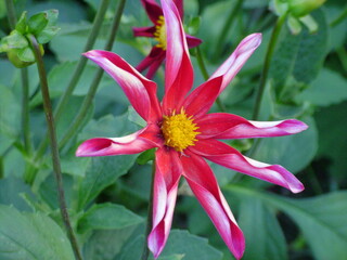 red and yellow flower