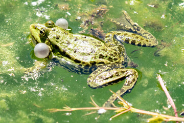 Rufendes Teichfroschmännchen mit paarigen Schallblasen schwimmt auf Wasseroberfläche