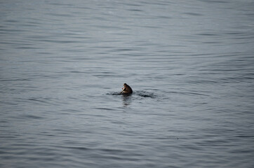otter in fjord