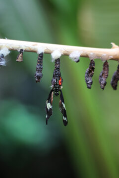 Butterfly Birth