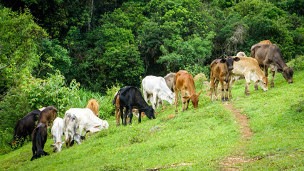 Ox in the herd looking at the camera. Sao Paulo's countryside, Brazil. Forested background.