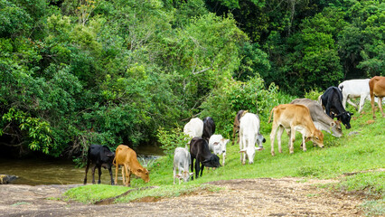 Oxen grazing next to a river, in a deforestated area by livestock and agriculture. Sao Paulo's...