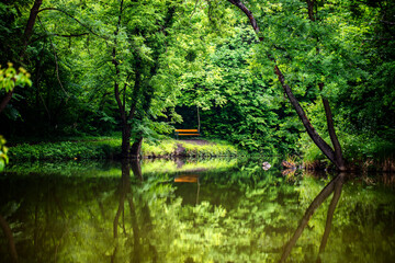 green forest in spring time 