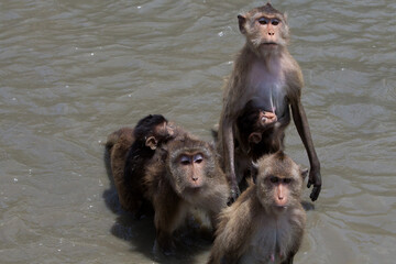 baboon mother and baby in water