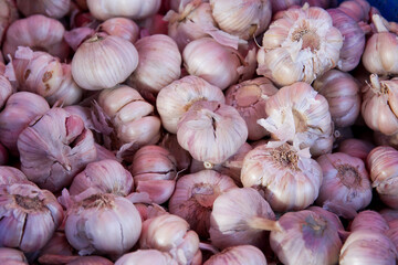 close up of garlic