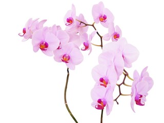 Fototapeta na wymiar orchid Phalaenopsis blossoming close up
