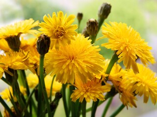 yellow flowers of wild plant Sonchus arvensis