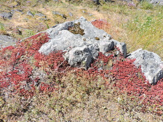 stone and moss, Finland