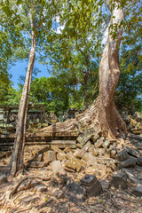  Beng Mealea temple ruins and banyan tree, the Angkor Wat style located east of the main group of temples at Angkor, Siem Reap, Cambodia.