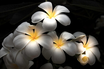 White plumeria flowers on a dark background in nature
