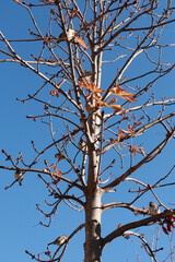 footgrafía de pájaros en ramas de arbol en invierno