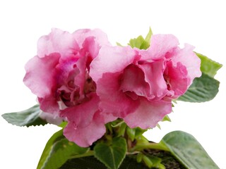 pink flower of potted plant  Sinningia speciosa