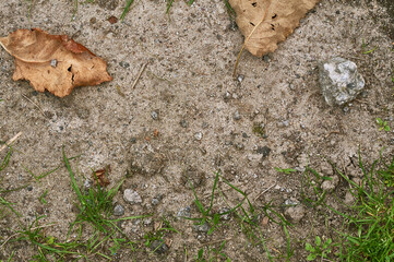 Beautiful gray texture of the earth with leaves and grass. sand with grass and rocks