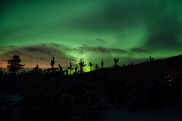 Naklejka na ściany i meble strong dreamy aurora borealis on star filled nigh sky over spruce trees and snowy field