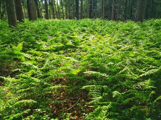 Fern plants in forest ground