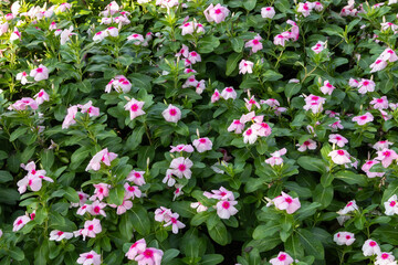 Pink flowers and green leaves pattern in public park.