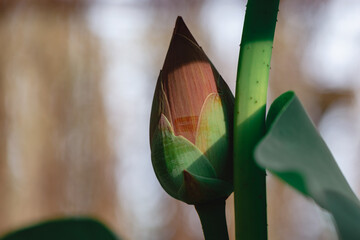 The lotus buds in the pool and the morning sun draped over the flowers., Natural background and...