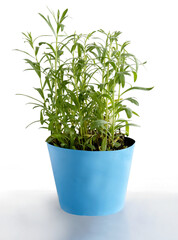 Tarragon herb in pot as spice for cooking