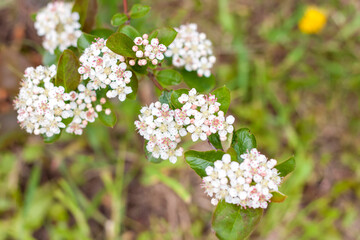 A green shrub with small white flowers. Flower background.