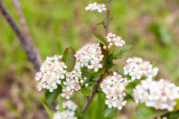 A green shrub with small white flowers. Flower background.