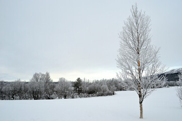 frost and rime covered birch tree