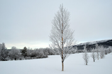 Fototapeta na wymiar frost and rime covered birch tree
