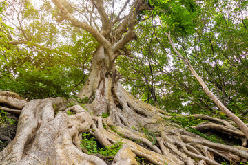 Tropical tree with roots out of the ground