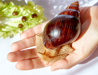 The snail on the hand © Amakar