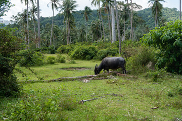 Fototapeta na wymiar A buffalo with large horns grazes on the lawn in a green tropical jungle.