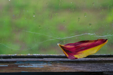 Lonely dry bright tulip petal and cobweb on an old wooden window. Raindrops on the window glass....
