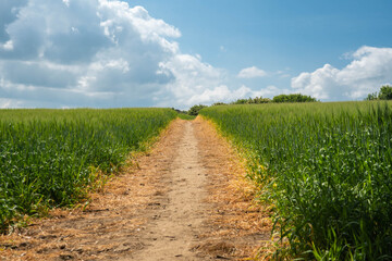 A dirt soil pathway through wheat and barley fields.  The crop is vibrant green with yellow edges and a bright blue sky with fluffy white clouds above the farm land