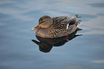 beautiful female mallard duck swimming in cold harbor sea water in wintertime