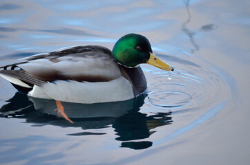 beautiful male mallard duck swimming in harbor in wintertime