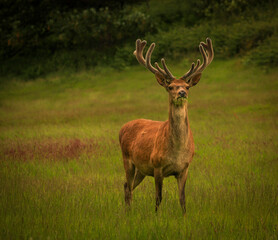 Handsome red stag stood in a meadow grazing and hiding from predators