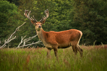 Handsome red stag stood in a meadow grazing and hiding from predators