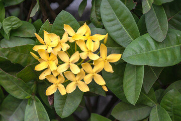 Yellow spike flowers with green leaves background in public park.