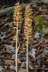 Vogel-Nestwurz, Orchideen Blüte im Buchenwald,