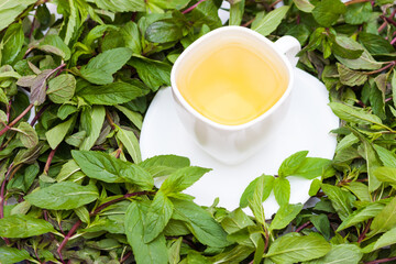 Fresh herbal mint tea among fresh mint leaves. Calm and health concept,