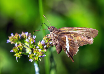 White-striped Longtail on a wildflower at Cullinan Park in Sugarland, Texas!