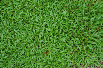  Top view green grass after rainfall natural pattern in the park