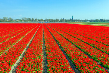 Aerial from tulip fields near Lisse in the Netherlands