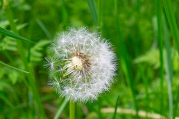 White fluffy dandelion in the green grass. Close up.