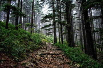Obraz na płótnie Canvas Triund Trek Route Dharamshala Himanchal Pradesh India 