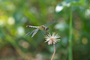Dragonfly on white flower in the garden.