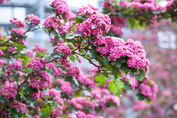 Obraz premium Amazing crimson hawthorn (Crataegus Laevigata) blooms with pink flowers in the park. Spring, summer background.