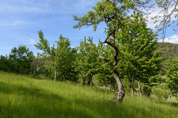 Streuobstwiese mit Himmel und Wolken in Thüringen
